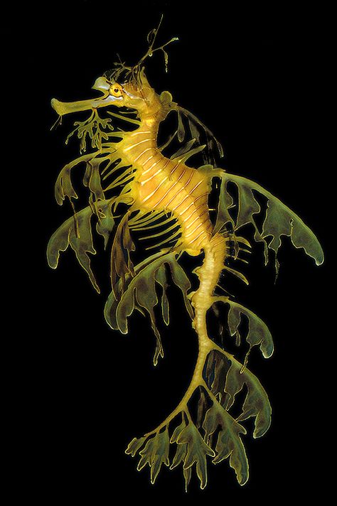 Tropical Sea Creatures, Sea Life Reference Photos, Leaf Sea Dragon, Yellow Sea Creatures, Sea Life Reference, Interesting Sea Creatures, Leafy Sea Dragon Drawing, Unique Sea Creatures, Leafy Seahorse