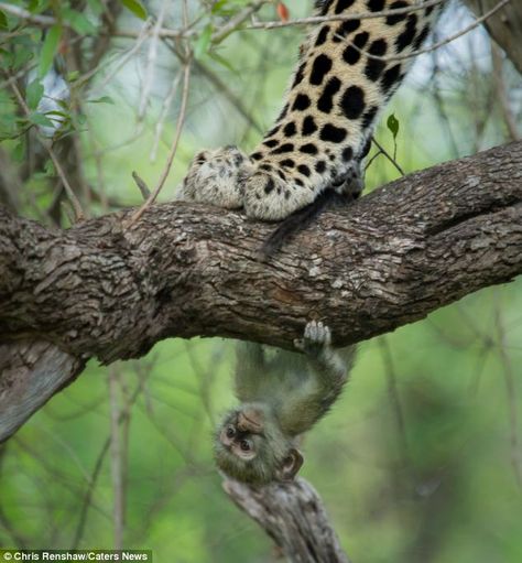 Hide and seek: A tricksy vervet monkey manages to escape from a leopard by hiding underneath a tree branch Vervet Monkey, African Wildlife, Leopards, Animal Planet, Animal Photo, Big Cats, Wildlife Photography, Beautiful Creatures, Animal Kingdom