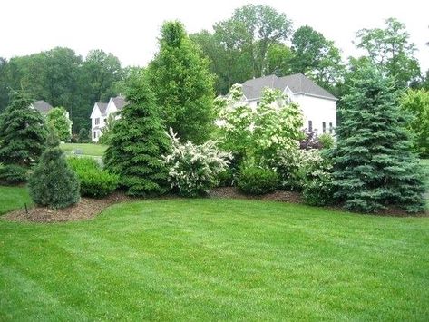 Privacy Landscaping Backyard, Evergreen Landscape, Shrubs For Privacy, Privacy Trees, Landscaping Trees, Privacy Plants, Interlocking Bricks, Privacy Landscaping, Backyard Privacy