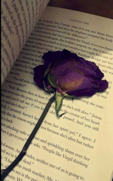 The dried rose - a cerebral break in your day Instagram Picture Quotes, Book Flowers, Profile Pictures Instagram, Photos Tumblr, Cute Photography, Tumblr Photography, Inspirational Quotes About Love, Ex Machina, Creative Instagram Stories