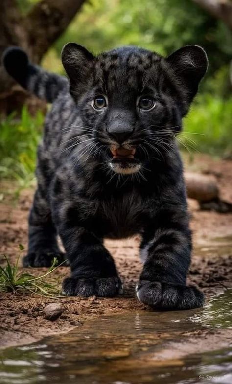 Panther Cub, Baby Panther, Leopard Baby, Cutee Animals, Wild Animals Pictures, Cute Small Animals, Baby Leopard, Cute Leopard, Cute Animals Puppies