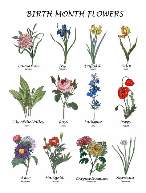 Birth Month Flowers: What Is My Birth Flower? Wreath Arrangements, Birthmonth Flower, February Flower, Flowers Of The Month, July Flower, November Flower, Birthday Month Flowers, December Birth Flower, May Flower