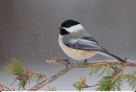 Chickadee Christmas Cards, Black Capped Chickadee Painting, Black Cap Chickadee Tattoo, Black Capped Chickadee Drawing, Black Capped Chickadee Tattoo, Black Cap Chickadee, Chickadee Photography, Chickadee Drawing, Chickadee Photos