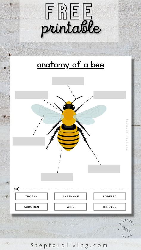 Bee Anatomy, Pollination Activity, Honey Bee Life Cycle, Bee Life Cycle, Insects Preschool, Bee Activities, Bee Drawing, Preschool Planning, Bee Bee