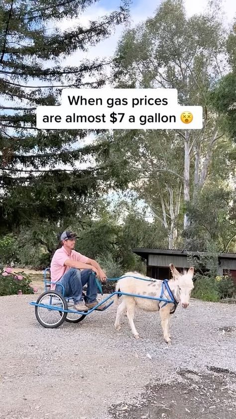 thermaland.oaks on Instagram: After filling up his truck yesterday Trevor went to look for alternate transportation.. What is your gas price currently ? Almost 7… Thermaland Oaks, Gas Prices, Farm Animals, Transportation, To Look, That Look, Photo And Video, Animals, On Instagram