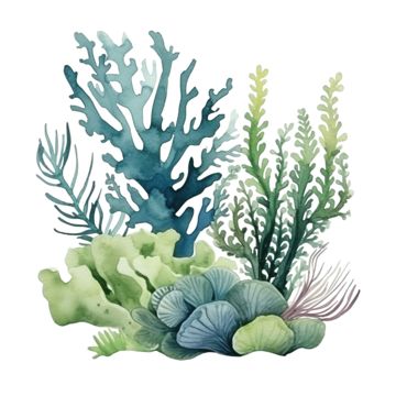 coral,seaweed,sea,watercolor,ocean,reef,element,branch,environment,season,tree,decoration,underwater,composition,marine,painting,aqua,artwork,draw,elegant,sketch,trend,art,collection,tropical,wildlife,undersea,life,water,shell Seaweed In Ocean, Sea Plants Painting, Sea Plants Illustration, Sea Coral Illustration, Watercolour Coral Reef, Sea Life Mood Board, Coral Watercolor Painting, Coral Reef Watercolor Paintings, Ocean Plants Drawing