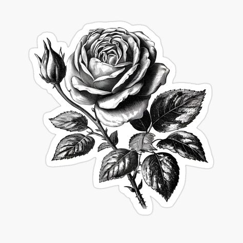 Get my art printed on awesome products. Support me at Redbubble #RBandME: https://www.redbubble.com/i/sticker/Vintage-Rose-Black-and-White-by-AnaelR/143827980.EJUG5?asc=u Rosé Black And White, Yin Yang Art, Black And White Stickers, Rose Illustration, White Stickers, Floral Illustrations, Black Rose, Vintage Roses, Buy Vintage