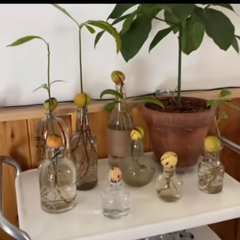 Avocado Tree From Seed, Avocado Plant, Grow Avocado, Avocado Seed, Vegetable Garden Diy, Avocado Tree, Indoor Vegetable Gardening, Growing Plants Indoors, Home Vegetable Garden