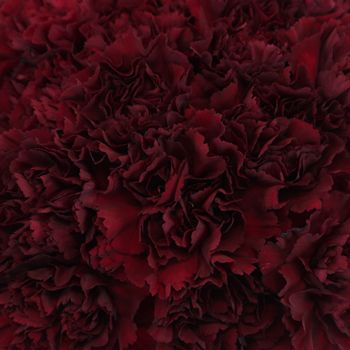 Search Burgundy flowers at FiftyFlowers! Burgundy is an extremely bold and dominant color, which makes it fantastic to emphasize a passionate look at your event. Burgundy Carnations, Maroon Aesthetic, Burgundy Aesthetic, Winter Wedding Planning, Carnation Flowers, Red Hydrangea, Tropical Wedding Flowers, Carnation Flower, Burgundy Flowers