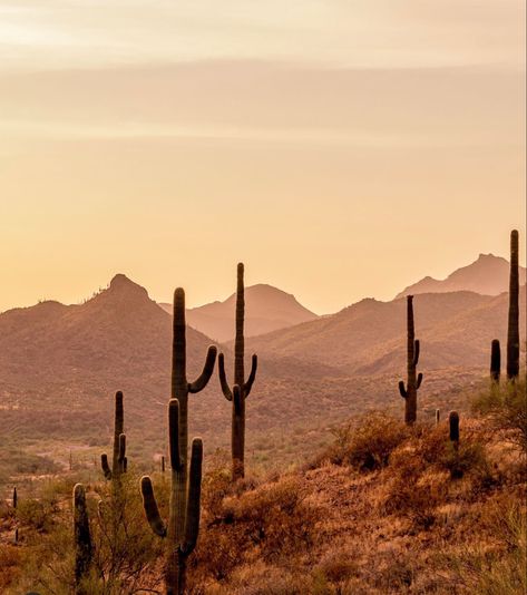 Southern Usa Aesthetic, Western Landscape Photography, Southwestern Photography, Cowboy Landscape, Southwest Wallpaper, Southwest Aesthetic, Colorado Desert, Cactus Landscape, Arizona Aesthetic