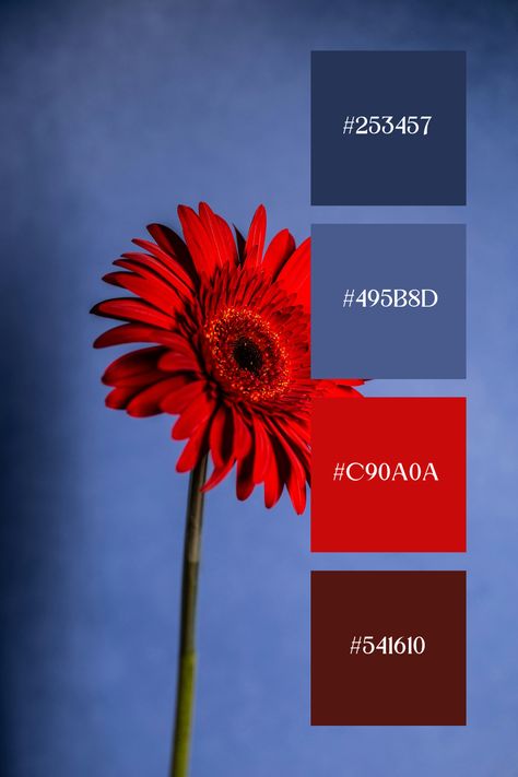 This blue red palette of a striking flower set against a smooth backdrop, the vivid petals stand out sharply, creating a bold and captivating contrast with the background. Red And Blue Color Combination, Blue Red Orange Color Palette, Bold Color Combos, Contrasting Color Palette, Red Combination Colour, Red Complimentary Colors, Bright Red Color Palette, Contrasting Colors Combinations, Red Contrasting Colors