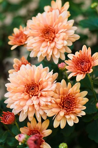 Lovely salmon colored chrysanthemums (mums) Chrysanthemum Painting, Mums Flowers, Fleur Orange, Plant Tattoo, Chrysanthemum Flower, Flower Farm, Birth Flowers, Orange Flowers, Chrysanthemum