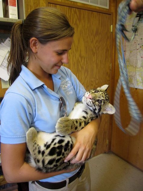 a baby clouded leopard Wildlife Biologist, Vet Medicine, Wildlife Rehabilitation, Clouded Leopard, Vet Student, Vet Med, Animal Sanctuary, Work With Animals, Zoology