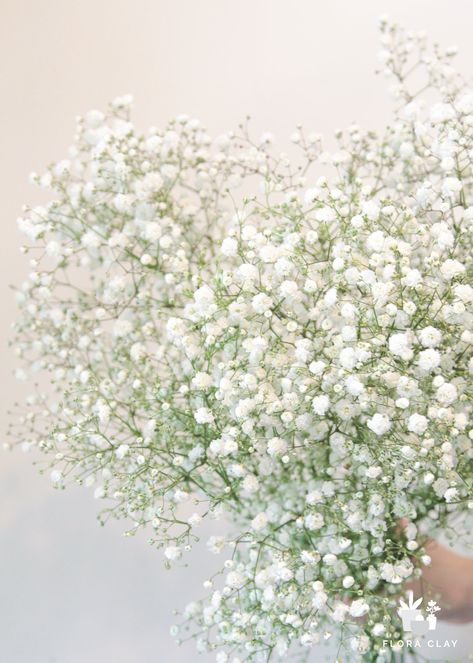 Add a delicate touch to your floral arrangements with Baby's Breath. The soft texture and full white blooms make this flower the perfect filler. Its gentle appearance adds a touch of elegance to any bouquet. Create a luxurious and sophisticated atmosphere with Baby's Breath. **All fresh cut flowers/greens are shipped in "as is" condition and may need conditioning/trimming when received** Learn how to condition your flowers/greens Product Detail Product Type: Fresh Cut Flower Color Description: W Baby Breathe Flowers, Neutral Colored Flowers, Baby Breath Bouquet Wedding, Baby's Breath Aesthetic, Babys Breath Aesthetic, Babies Breath Bouquet, Flowers Baby Breath, 2025 Planning, Babies Breath Flowers