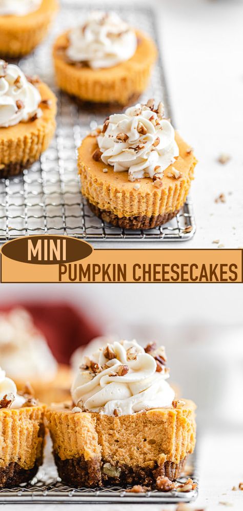 An easy recipe for Mini Pumpkin Cheesecakes, featuring a spiced gingersnap pecan crust and a smooth and creamy pumpkin cheesecake filling. Top these bite sized treats off with cream cheese whipped cream and chopped pecans and you have the perfect Fall dessert! | queensleeappetit.com Mini Cheese Cakes Recipes, Fall Bite Size Desserts, Pumpkin Cheesecake Filling, Cream Cheese Whipped Cream, Pumpkin Cheesecakes, Pecan Crust, Pumpkin Tarts, Mini Pumpkin Cheesecake, Thanksgiving 2022