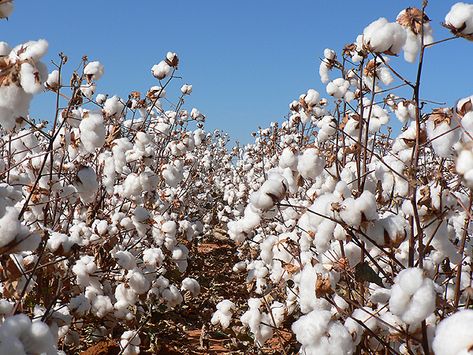 Oh, I wish I were in the land of cotton   Old times there are not forgotten... Cotton Farm, Plant Landscape, Only In Texas, Cotton Fields, Loving Texas, Texas Girl, Cotton Plant, Texas History, Lone Star State