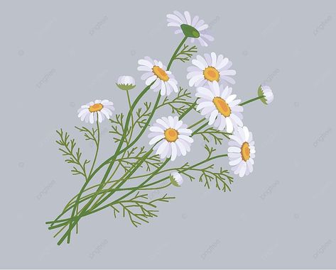 roman chamomile,chrysanthemum,daisy,small daisies,camomile,fall,floret,hand draw,illustration,flowers,a bunch of flowers,sun flower,lifestyle Chamomile Flower Illustration, Chamomile Flower Painting, Daisy Bouquet Illustration, Daisy Chain Illustration, Watercolor Daisy Flower, Bunch Of Flowers Illustration, Chamomile Plant Drawing, Camomile Flower Drawing, Camomile Drawing