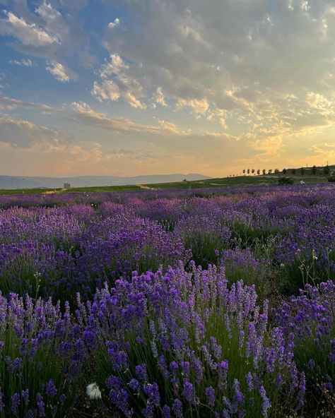 Field Wallpaper, Lavender Aesthetic, Lavender Field, Lavender Plant, Pretty Landscapes, Flower Therapy, Lavender Fields, Lavender Flowers, Beautiful Nature Pictures