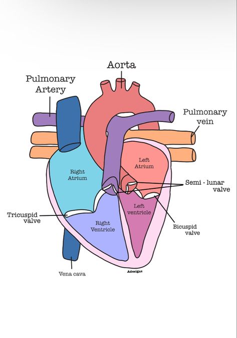 Gcse biology heart diagram for revision Heart Revision, Biology Heart, Heart Biology, Health And Social Care Revision, Cardiac Physiology, Biology Revision Gcse, Labeled Heart Diagram, Gcse Pe Revision, Heart Labelled Diagram