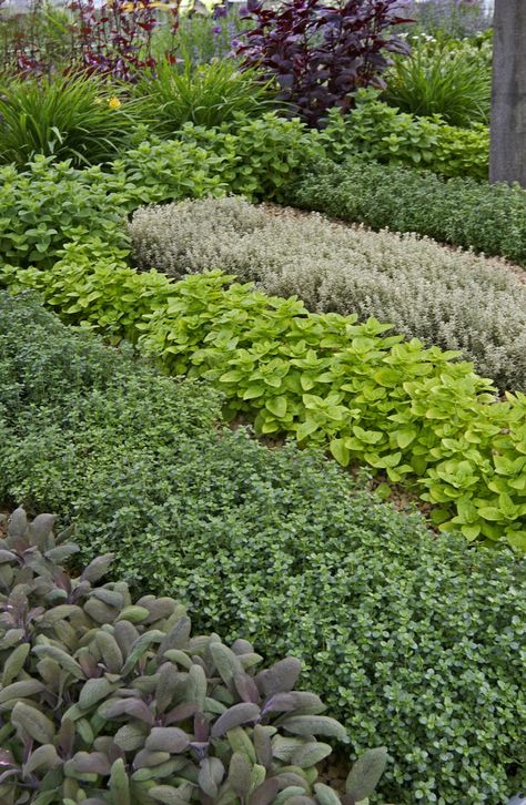 All About Herb Gardening:Herb gardening indoors, herb gardening kitchen, In Ground Herb Garden, Community Herb Garden, Formal Herb Garden, Wild Herb Garden, Courtyard Herb Garden, Herbal Garden Design, Herb Garden Aesthetic, Kitchen Plants Herbs, Large Herb Garden