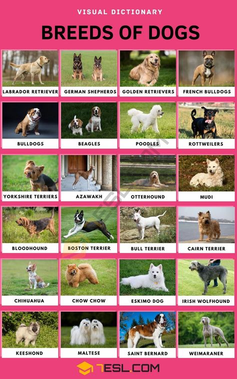 Dog Breeds Dog Breeds Chart, Loyal Dog Breeds, Types Of Dogs Breeds, Dog Breed Names, Different Types Of Dogs, Rare Dog Breeds, Dog Breeds List, Breeds Of Dogs, Rare Dogs