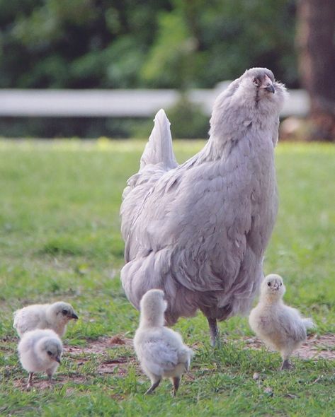 Chickens Backyard Breeds, Lavender Chicken, Ameraucana Chicken, Easter Egger Chicken, Chicken Pictures, Fancy Chickens, Beautiful Chickens, Backyard Flocks, Cute Chickens