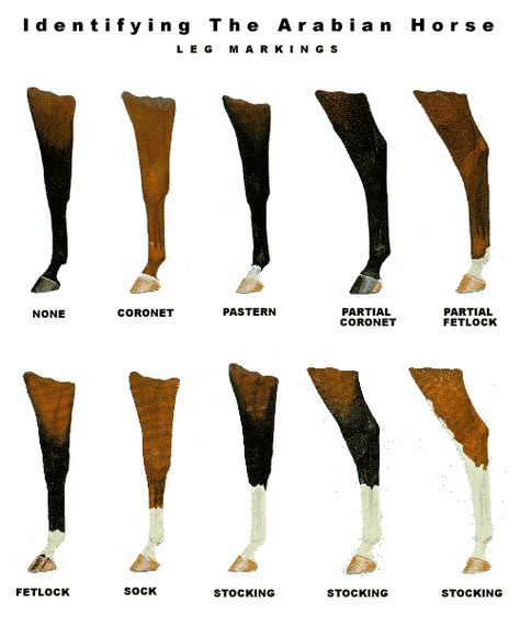 Leg Markings (Level 1 & 2) Horse Color Chart, Horse Hooves, Horse Markings, Horse Coat Colors, Horse Facts, Horse Riding Tips, Horse Anatomy, Horse Camp, Funny Horses