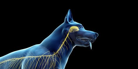 The Brains of Dogs Are Getting Bizarrely Bigger, Study Says Study In Europe, Ancient Dogs, Brain Size, Ancient Dog Breeds, Dog Brain, Scientific Discovery, Popular Mechanics, Modern Dog, Different Dogs