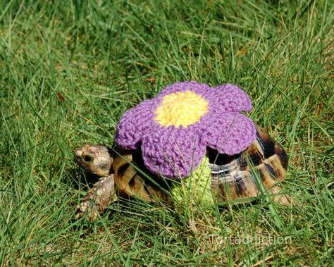 Happy little tortoise! Turtle Clothes, Russian Tortoise Diet, Red Footed Tortoise, Turtle Sweaters, Cute Tortoise, Russian Tortoise, Tortoise Care, Sulcata Tortoise, Pet Turtle