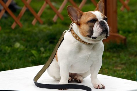 'Modern Family' star French bulldog dies after filming series finale: Report Modern Family Stella, Stella Modern Family, Betty And Jughead, House Illustration, Modern Dog, Beloved Dog, Little Puppies, Family Dogs, Dog House