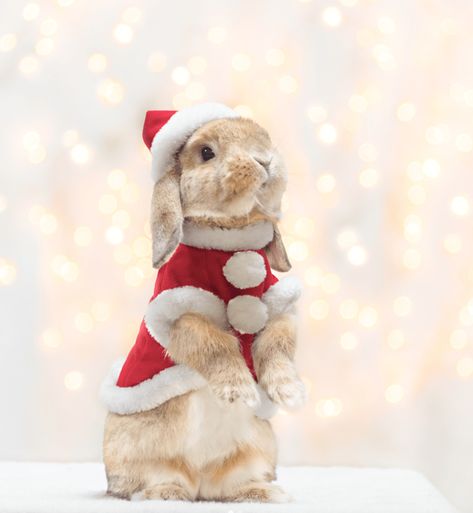 Mini Lop Bunnies, Lop Bunnies, Pet Rodents, Mini Lop, Cute Bunny Pictures, Christmas Bunny, Bunny Pictures, Baby Animals Pictures, Pet Bunny