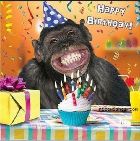 Happy Birthday BARB! Happy Birthday Animals, Happy Birthday Sister Quotes, Funny Happy Birthday Images, Arte Jazz, Funny Happy Birthday Song, Funny Happy Birthday Wishes, Monkey Birthday, Happy Birthday Friend, Birthday Wishes Funny