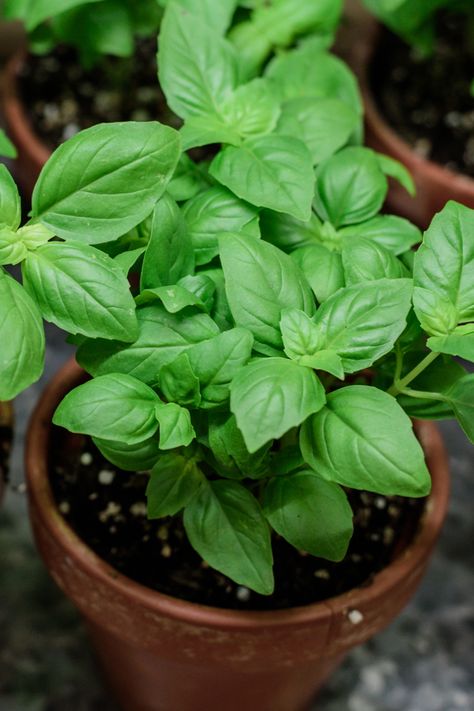 Basil Plants In Pots, How To Grow Basil In A Pot, How To Grow Basil, Growing Basil Outdoors, Basil In Pots, Basil Pot, Basil Plant Care, Grow Basil Indoors, Basil Plant Indoors