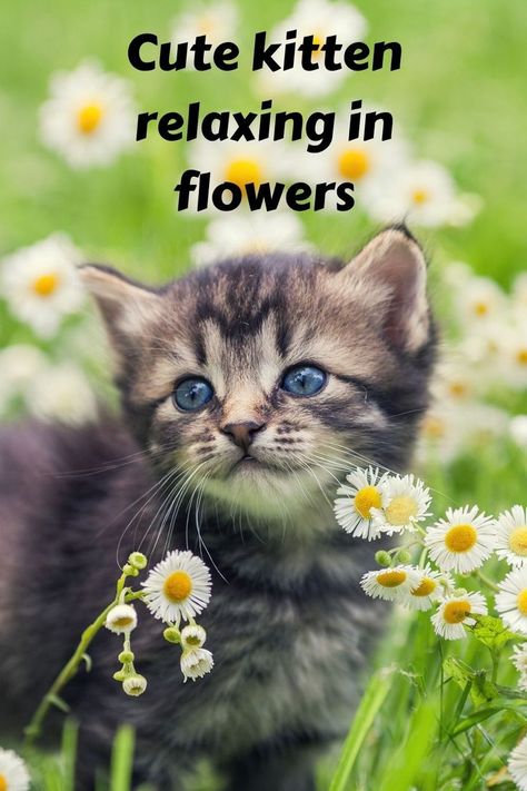 Here you can see a cute kitten is Relaxing in Flowers. cutes animals kidsing animals baby animals anime baby stufanimals animals qoutesf. Cute Cat Names Female Unique, Unique Cat Names Aesthetic, Female Kitten Names Unique, Cottagecore Cat Names, Cat Name Ideas Unique, Nature Names For Pets, Cute Names For Kittens, Pretty Cat Names, Aesthetic Pet Names