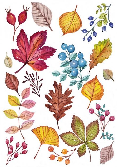 Autumn Berries Illustration, Leaves Autumn Drawing, Autumn Plants Illustration, Fall Leaves And Flowers, Autumn Foliage Illustration, Fall Floral Illustration, Fall Flowers Illustration, Autumn Flowers Watercolor, How To Draw Autumn Leaves