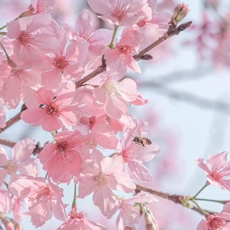 "🌺 Bloom on Your Table with Sakura Bowls! 🌸✨ 🌸 What’s your favorite way to add a touch of elegance to your table? Let me introduce you to something truly magical! Our cherry blossom-shaped bowls will transform your dining experience. Imagine the beauty of sakura blossoms 🌺 right on your table, making every meal special and elegant.✨ These bowls are lit AF! 🌺 Picture this: a serene, cherry blossom-filled scene as you enjoy your meal. Our sakura bowls aren't just dishes; they’re a piece of art... Cherry Blossom Flower Aesthetic, Cherry Blossom Widget, Sakura Flowers Aesthetic, Sakura Blossoms Aesthetic, Cherry Blossom Tree Aesthetic, Sakura Scenery, Cherry Blossoms Aesthetic, Cherry Blossom Scenery, Blossoms Aesthetic