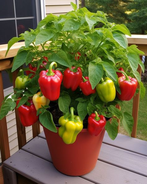 Bell peppers are found in almost half of all home gardens. These simple tips are helpful to gardeners who want to achieve promote strong, healthy growth for their pepper plants. Bell Pepper Gardening, Indoor Pepper Plant, Bell Pepper Growing Tips, How To Grow Bell Peppers, Planting Peppers, Home Vegetable Garden Design, Saving Earth, Bell Pepper Plant, Growing Bell Peppers