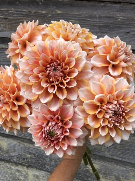 Dahlia Flower Garden, Dahlia Tubers, Outdoor Flowers, Dahlia Flower, The Farmhouse, Wedding Mood, Flower Farm, Flower Beauty, Garden Planning