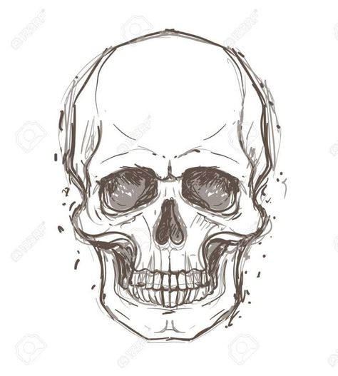 Skeleton Head Drawing, Human Skull Drawing, Skull Drawing Sketches, Tattoo Crane, Skull Reference, Skull Sketch, Skeleton Drawings, Skull Art Drawing, Skulls Drawing