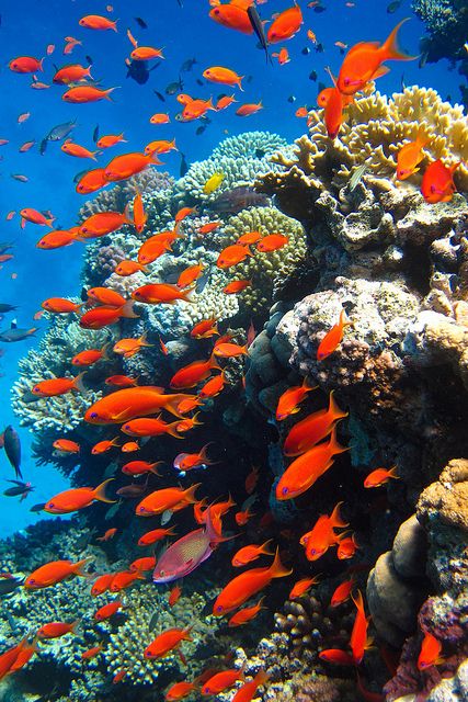 Snorkelling in the Red Sea was one of the most cosmic experiences of my whole life!- Via LadyLuxury شرم الشيخ, Fauna Marina, Beneath The Sea, Orange Fish, Under The Ocean, Ocean Floor, On The Ocean, Underwater Life, Water Life