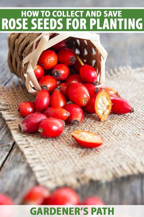 A close up vertical image of a small wicker basket with whole and sliced rose hips spilling out onto a jute table mat on a wooden surface. To the top and bottom of the frame is green and white printed text. Rose Food Gardening, Best Roses For Rose Hips, Rose From Seed How To Grow, Growing Roses From Seeds, Storing Seeds, Backyard Hacks, Nursery Plants, Saving Seeds, Drift Roses