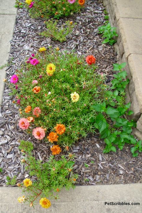 Moss Flowers, Moss Roses, Moss Rose Garden Ideas, Rose Moss Ideas, Moss Roses In Containers, Moss Roses Ground Cover, Moss Rose, Rose Moss, Portulaca Flowers Planting Ideas