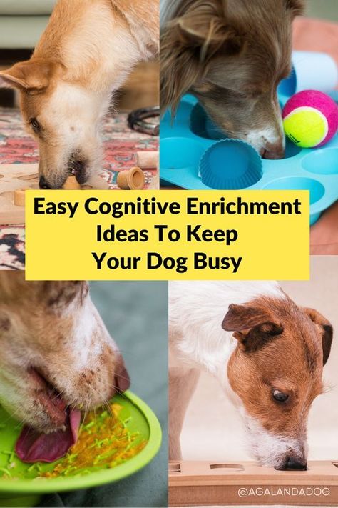 Building a Better Bond: Dog Brain Training Techniques Dog Brain Games Diy, Brain Games For Dogs, Brain Stimulation, Fun Brain, Dog Enrichment, Dog Training Advice, Enrichment Activities, Dog Brain, Dog Training Techniques