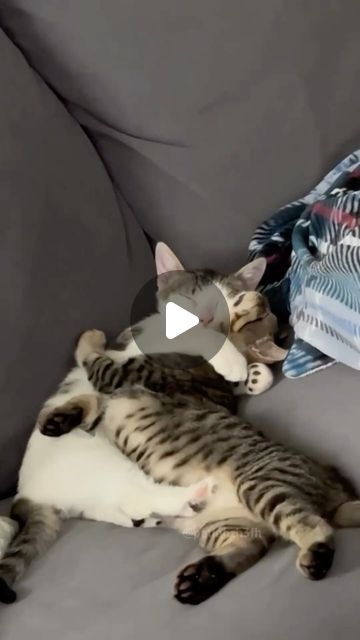 Adorable Kittens Funny, Cutest Kittens Ever, Animal Hugs, Cat Friends, Cat And Dog Videos, Lazy Cat, Kitten Love, Cat Video, Kitten Gif