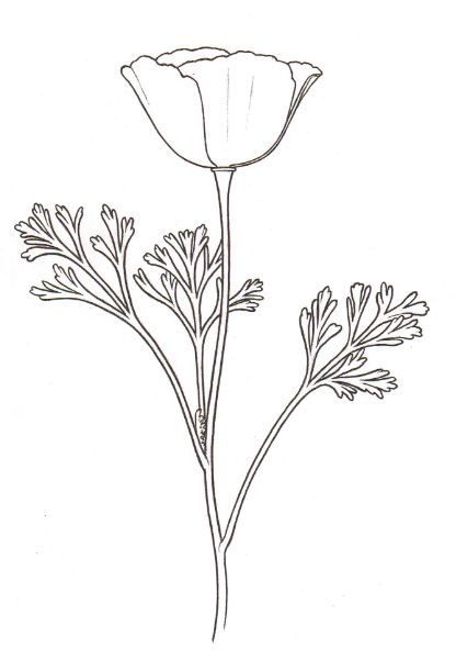 California Poppy Line Art, California Poppies Drawing, California Poppy Line Drawing, Watercolor California Poppy, California Poppy Illustration, California Poppy Embroidery, California Poppy Flower Tattoo, Archway Mural, California Poppy Drawing