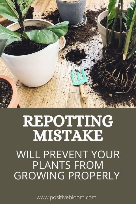 Read this article and find out a risky mistake everyone makes when repotting plants, how to avoid it and repot your plants properly. How To Plant House Plants, How To Plant Indoor Plants, Repotting Indoor Plants, Inside Plants No Sun, How To Pot Plants, Re Potting Plants Houseplant, Repotting Plants Houseplant, How To Replant Plants, When To Repot House Plants