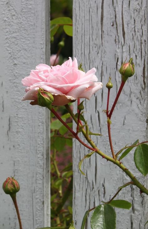 Garden Vines, Colorful Roses, Rose Bush, Rose Cottage, Picket Fence, Love Rose, Country Gardening, Rose Garden, Belleza Natural