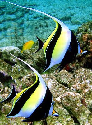 Moorish Idols = Impossible to keep? | REEF2REEF Saltwater and Reef Aquarium Forum Moorish Idol, Creature Marine, Pretty Fish, Bawah Air, Fauna Marina, Life Under The Sea, Salt Water Fish, Ocean Floor, Beautiful Sea Creatures