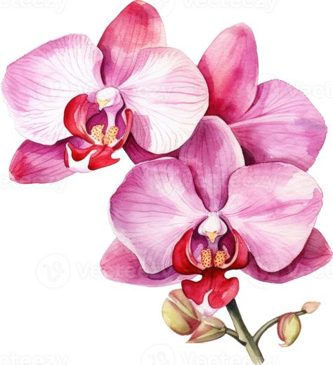 Orchid Illustration, Orchid Drawing, Orchids Painting, Painting Flowers Tutorial, Watercolor Vector, Red Orchids, Watercolor Birthday Cards, Botanical Flower Art, Background Flower