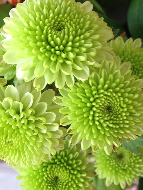 Mum Flower, Spider Mums, Mums Flowers, New Flower, March 19, Flowers Garden, Farm Gardens, Types Of Flowers, Green Flowers